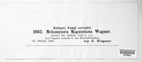 Melampsora magnusiana image